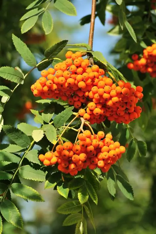 Obrezovanje rowan: kdaj in kako to storiti pravilno