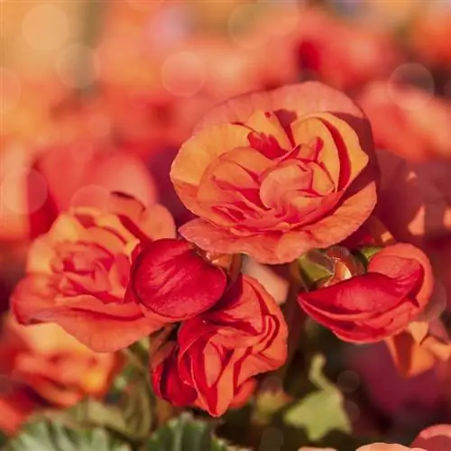 Plantez avec succès des bégonias tubéreux sur le balcon et le jardin