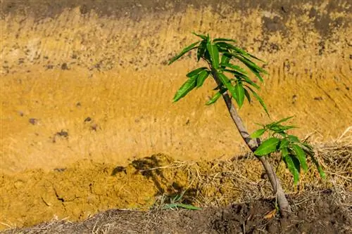 Mango's vermenigvuldigen: hoe je met succes nieuwe bomen kunt laten groeien