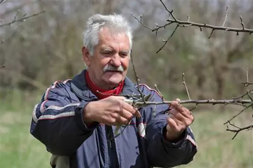 Stekken van appelbomen planten