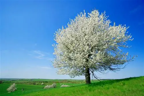 Cherry tamu kama nusu shina: Je, hili ndilo chaguo sahihi kwako?