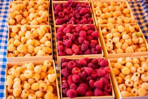 Autumn raspberry varieties