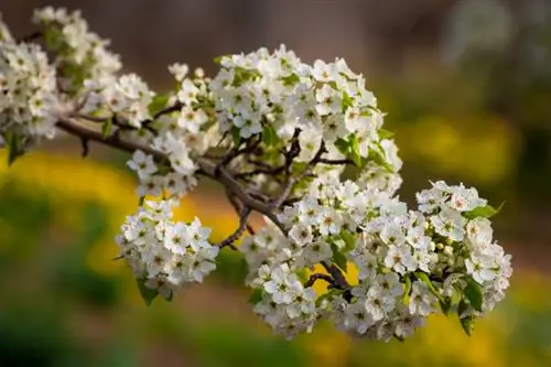 Cuidado del peral: así es como su árbol frutal prospera de manera óptima