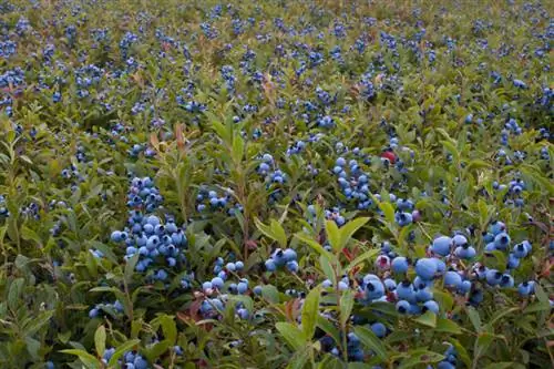 Lokasi blueberry