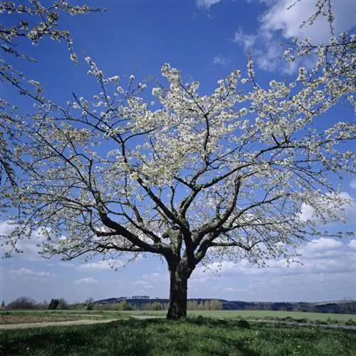 Cereza dulce como árbol estándar: ventajas y desventajas de un vistazo