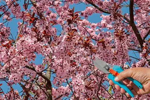 Memotong batang standar plum darah: Begini cara kerjanya dengan benar