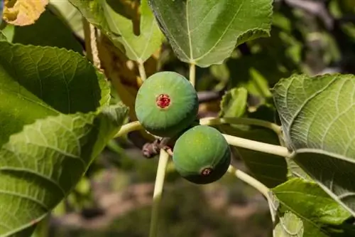 Vyeboom bloei