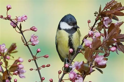 Plant en geniet die standaard bloedpruim: Dit is hoe dit werk