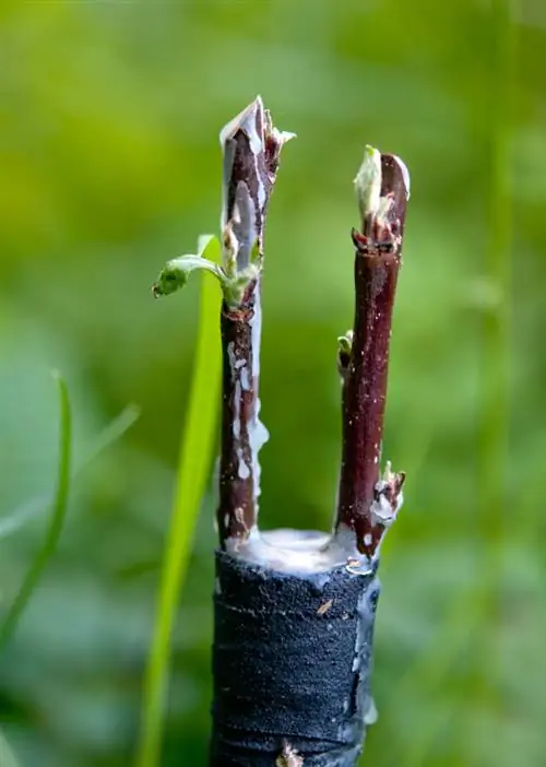 Penapis pokok plum