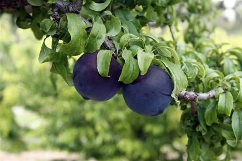 Plum tree leaves