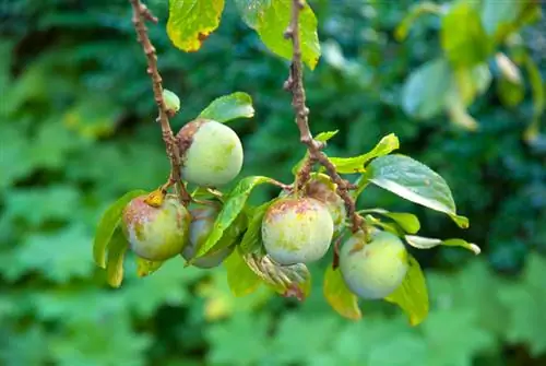 Gavalı ağacı xəstəlikləri