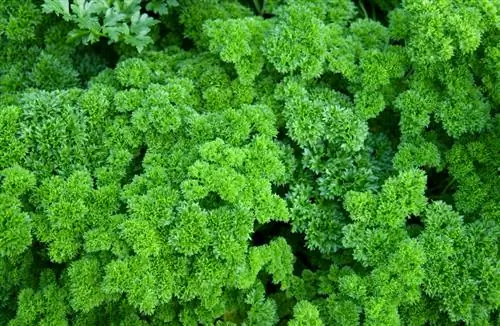 Parsley ardhi