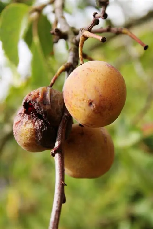 Plum tree pests