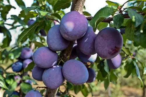 Planting a plum tree