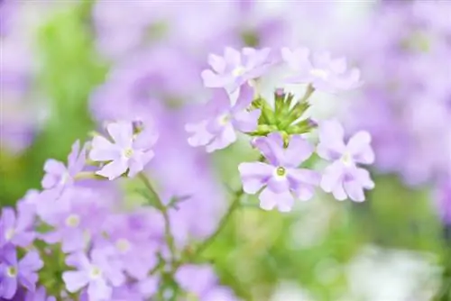 Cura della verbena al limone: consigli per una pianta sana