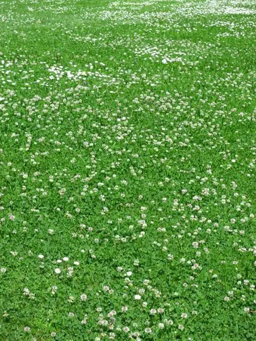 10 tips for successful weed control in the lawn