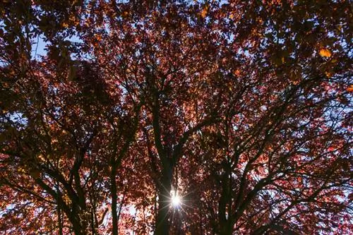 Ameixeira com folhas vermelhas