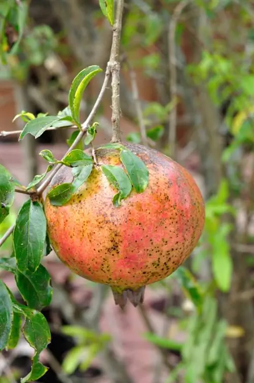 Zo voorkom je vlekken bij het genieten van granaatappels