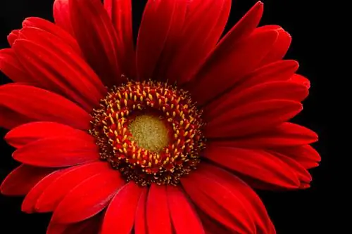 Gerbera como planta de interior: consejos para el cuidado de flores magníficas