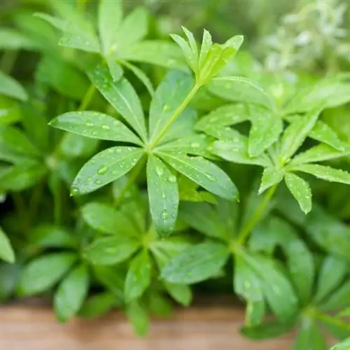 Ճանաչել woodruff