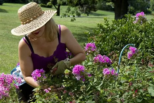 Hortenzia szaporítása: módszerek a buja virágzásért