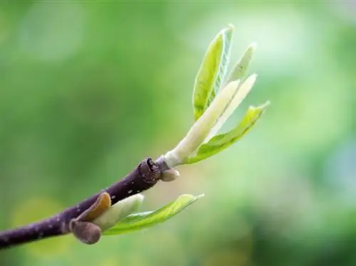 Razmnožavanje magnolije: reznice, udubljenja ili mahovina?