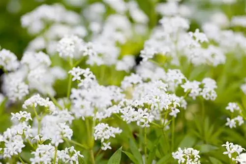 Asperula resistente