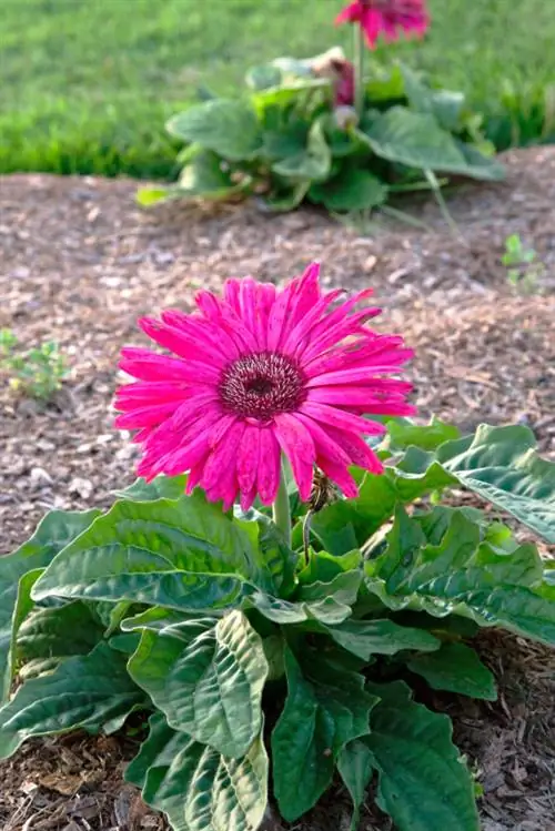 Gerbera in de tuin: Zo gedijt hij buiten perfect