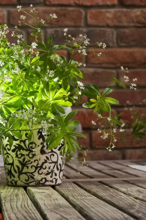 Asperula nel giardino