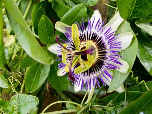 Doba květu Passiflora