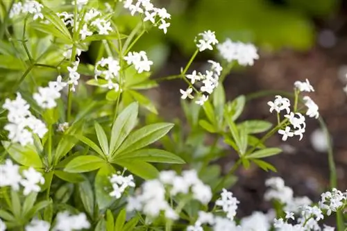 Woodruff when to harvest