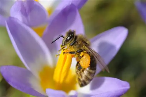 Crocus blossom: хаврын өнгөлөг, бат бөх сүлд