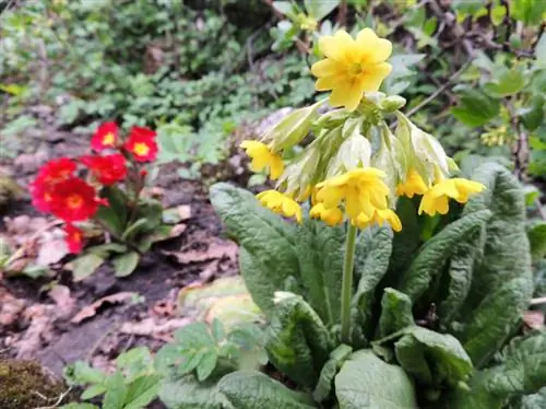 Famille des primevères : diversité, période de floraison et potentiel toxique