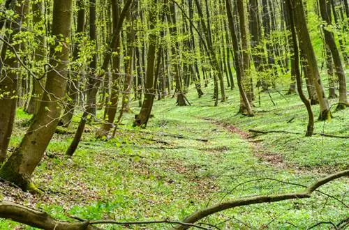 Uzgoj šumice: Koje je mjesto najbolje?