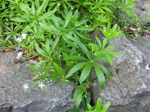 Woodruff vermeerderen: hoe doe je dat in je eigen tuin