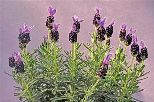 Taglia la lavanda