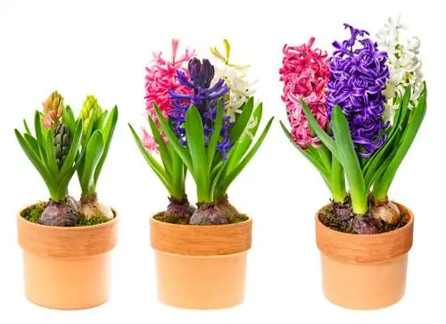 Successfully caring for hyacinths in pots: What should you pay attention to?