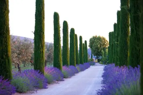 Lavendel opprinnelse