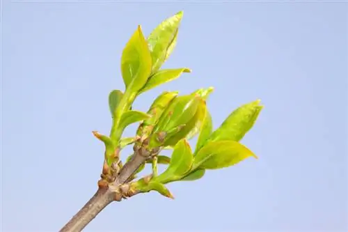 majani ya Forsythia