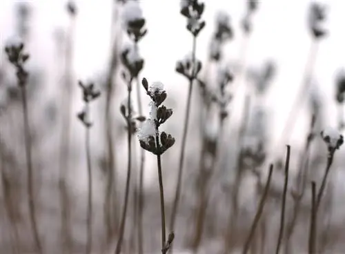 Lavanda ölür