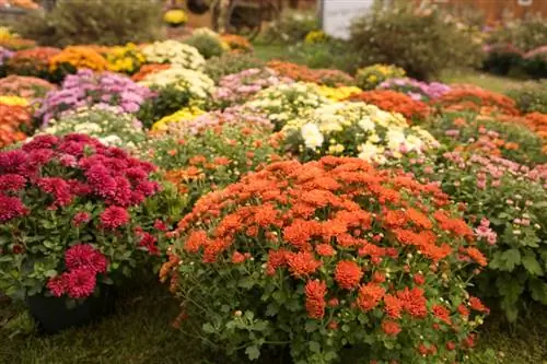 Vermeerder krisante: Eenvoudige metodes vir meer plante