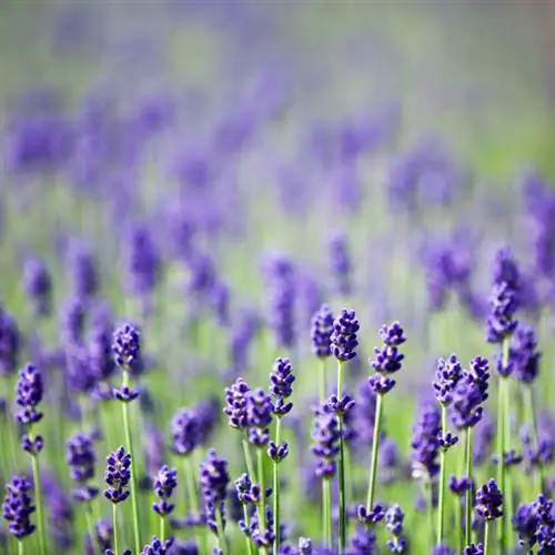 Lavanda contra caracóis