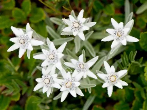 Vzdržujte alpski edelweiss