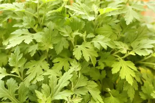 Comment réussir la floraison des chrysanthèmes : voici comment ça marche