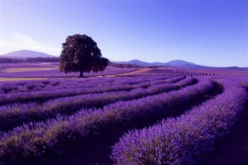 Lavendel lage variëteiten