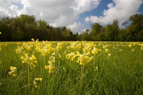 Primula veris placering