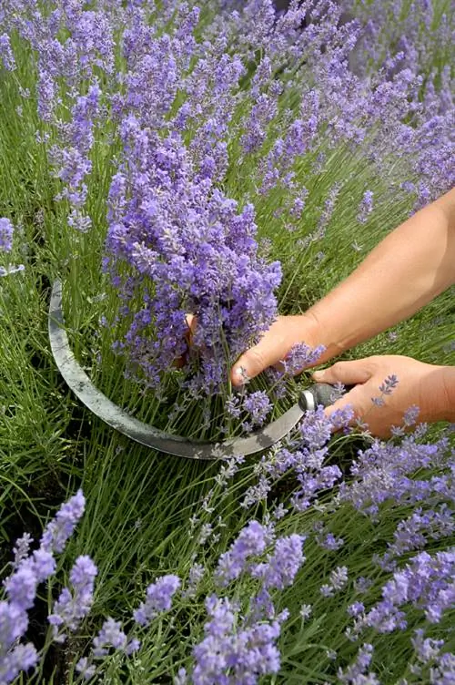 Cortar la lavanda después de la floración.