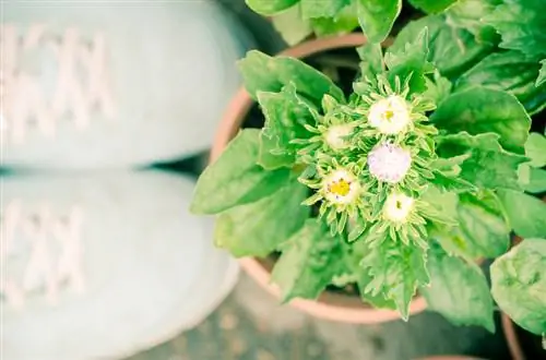 ადრეული dahlias