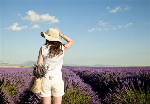 Distancia de plantación de lavanda