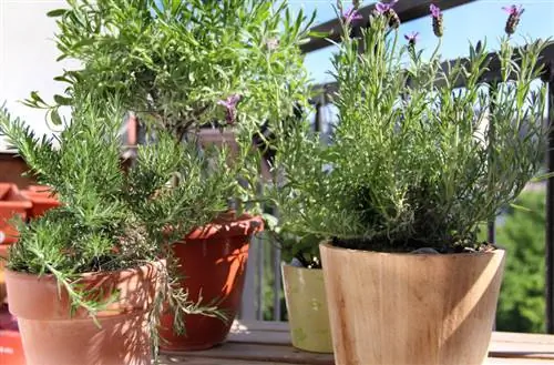 Balcone per la cura della lavanda